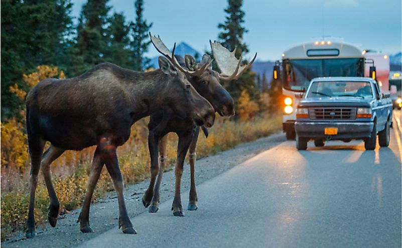 Two moose bulls crossing road in Denali National Park.