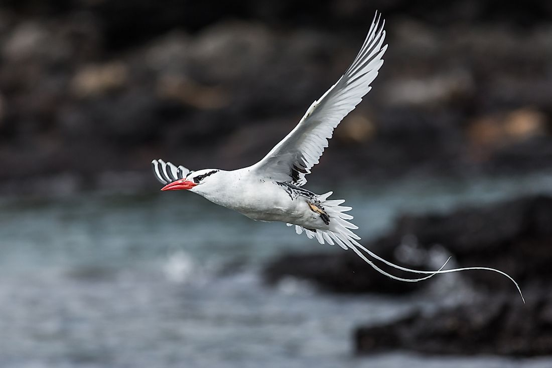 The red-billed tropicbird is the largest tropicbird in the world. 