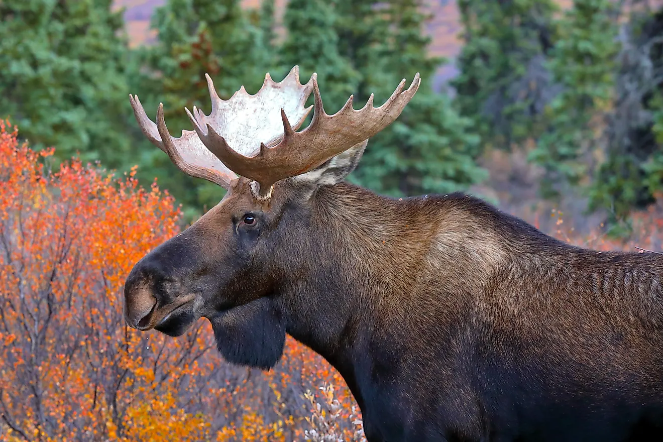 Alaska moose (Alces alces gigas), Denali National Park, Alaska. 