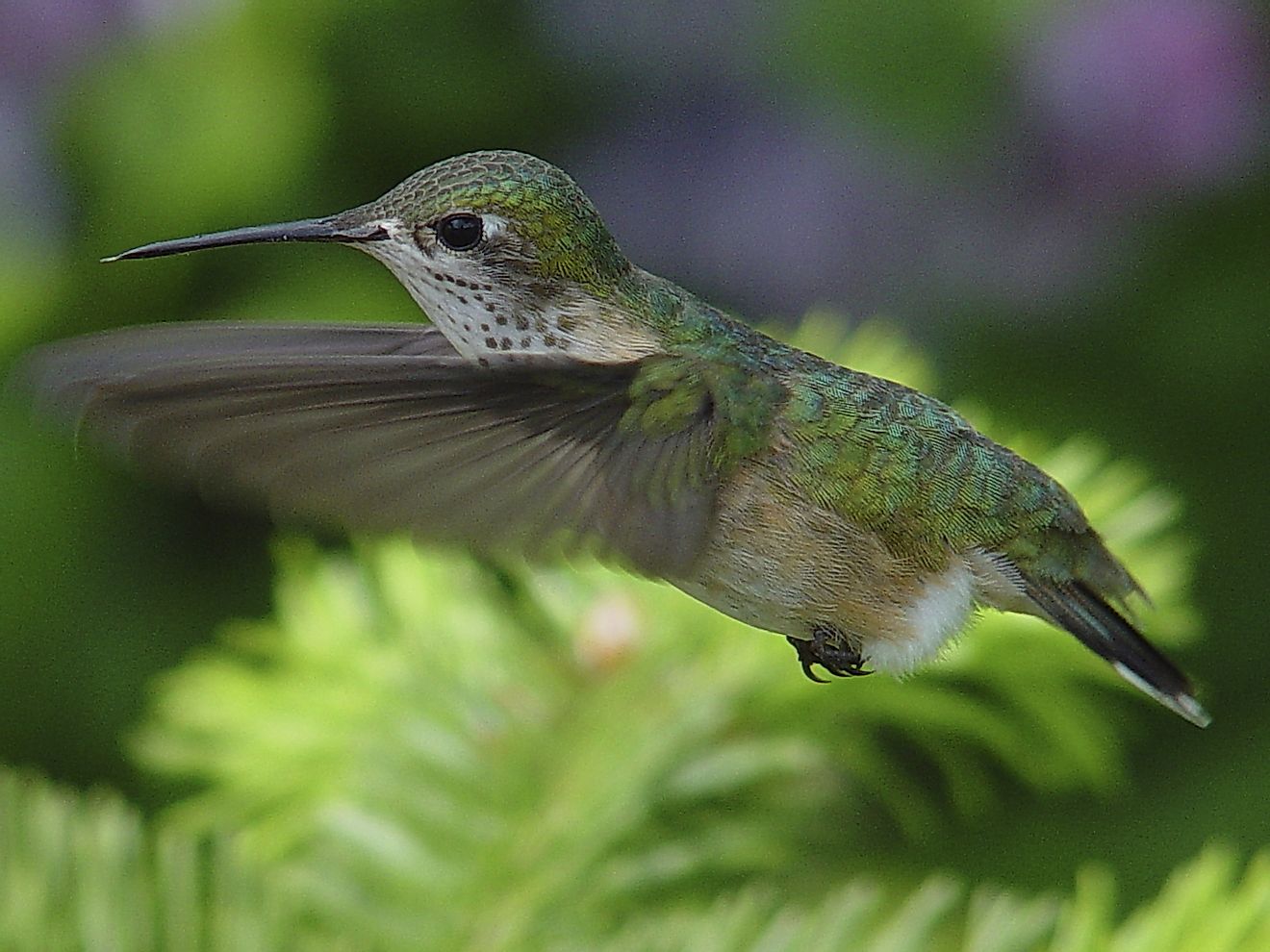 The Calliope Hummingbird was named for one of the most famous muses in Greek mythology. The Genus name, Stellula, means "small star".