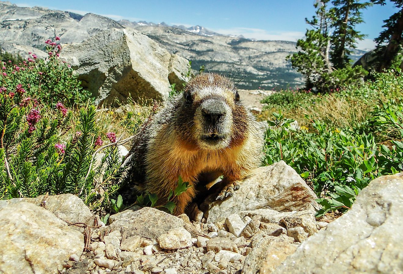 Friendly Marmot on Mount Hoffman, Yosemite National Park, California.