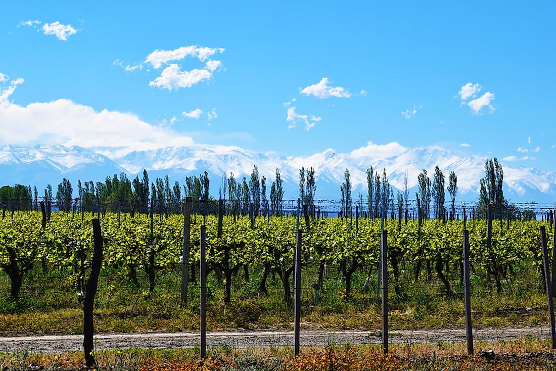 Vineyard in Mendoza Province. The country is the fifth largest producer in the world.