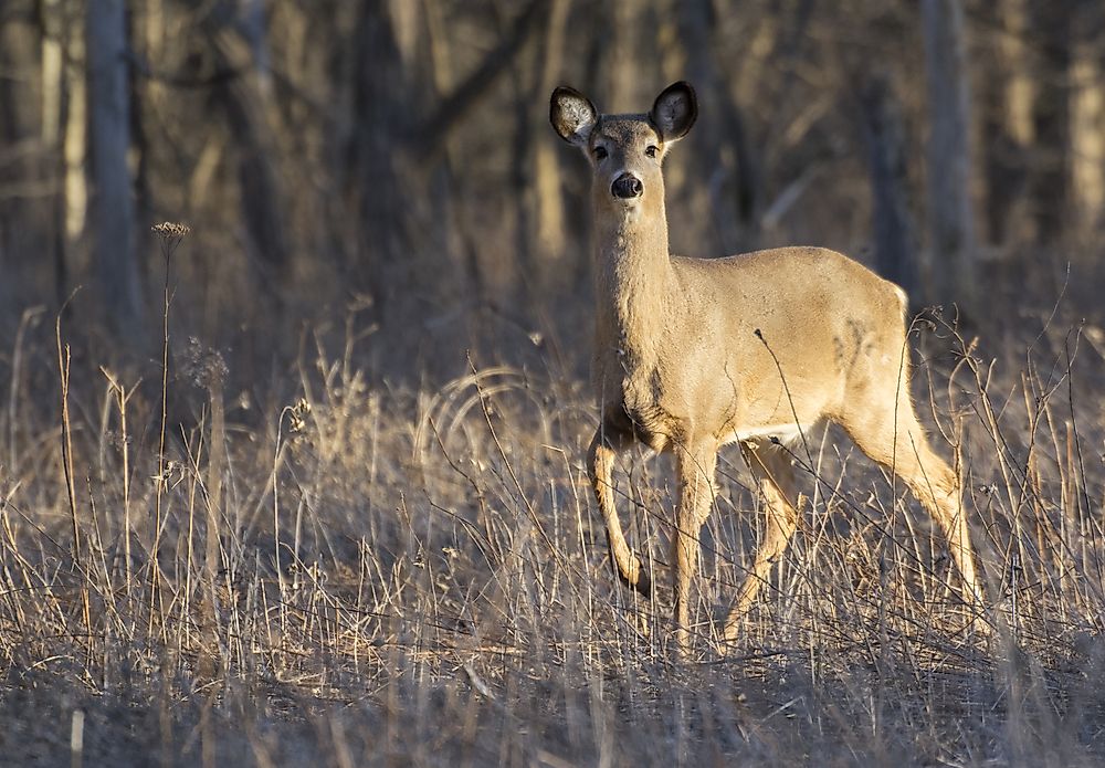 A deer in Rouge National Urban Park. 