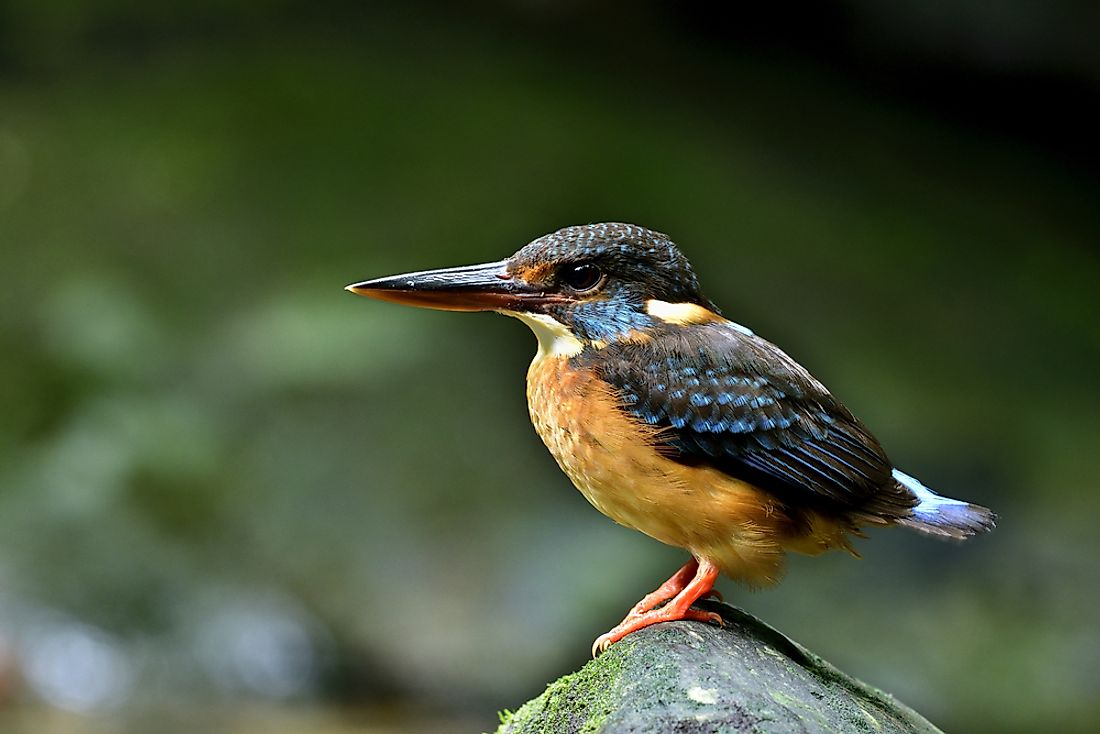 The critically endangered blue-banded kingfisher. 