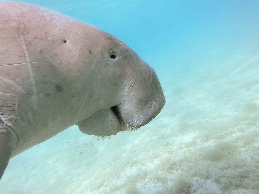 A dugong in the red sea. 