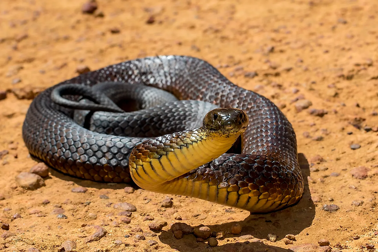 An Australian tiger snake.