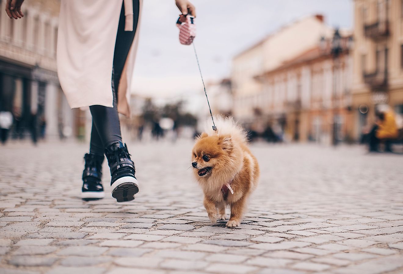 Woman walking with small dog. Image credit Ilona Peter-Halica via Shutterstock