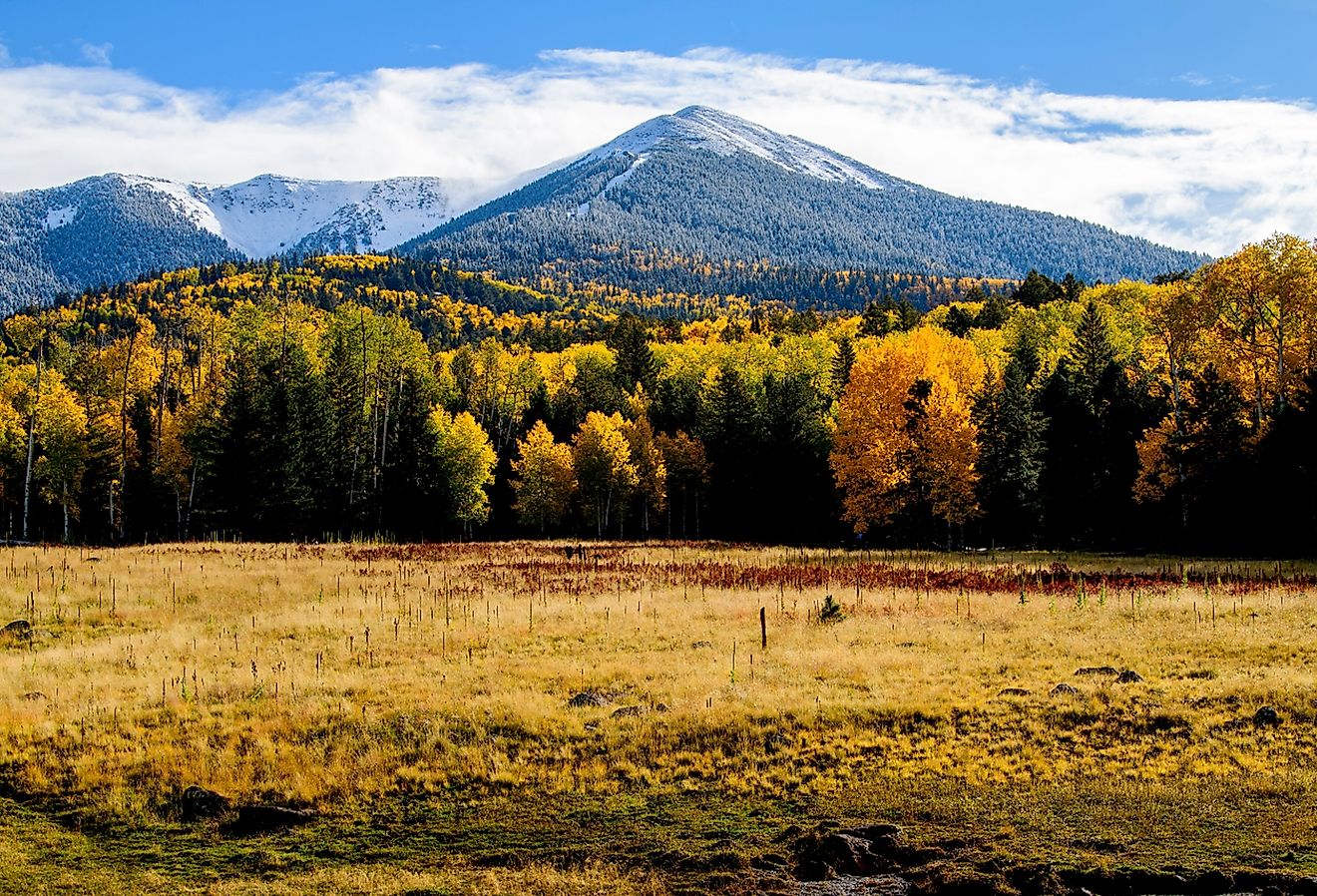 Fall colors in Flagstaff, Arizona.