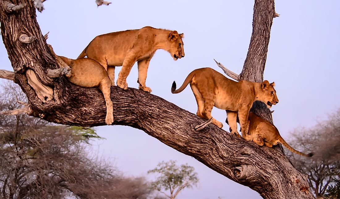 Tanzania is home to tree-climbing lions.