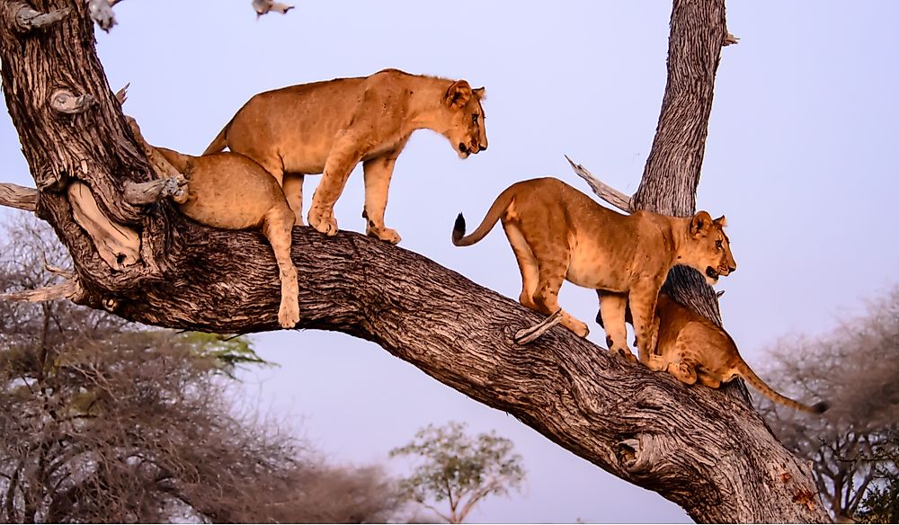 Tanzania is home to tree-climbing lions.