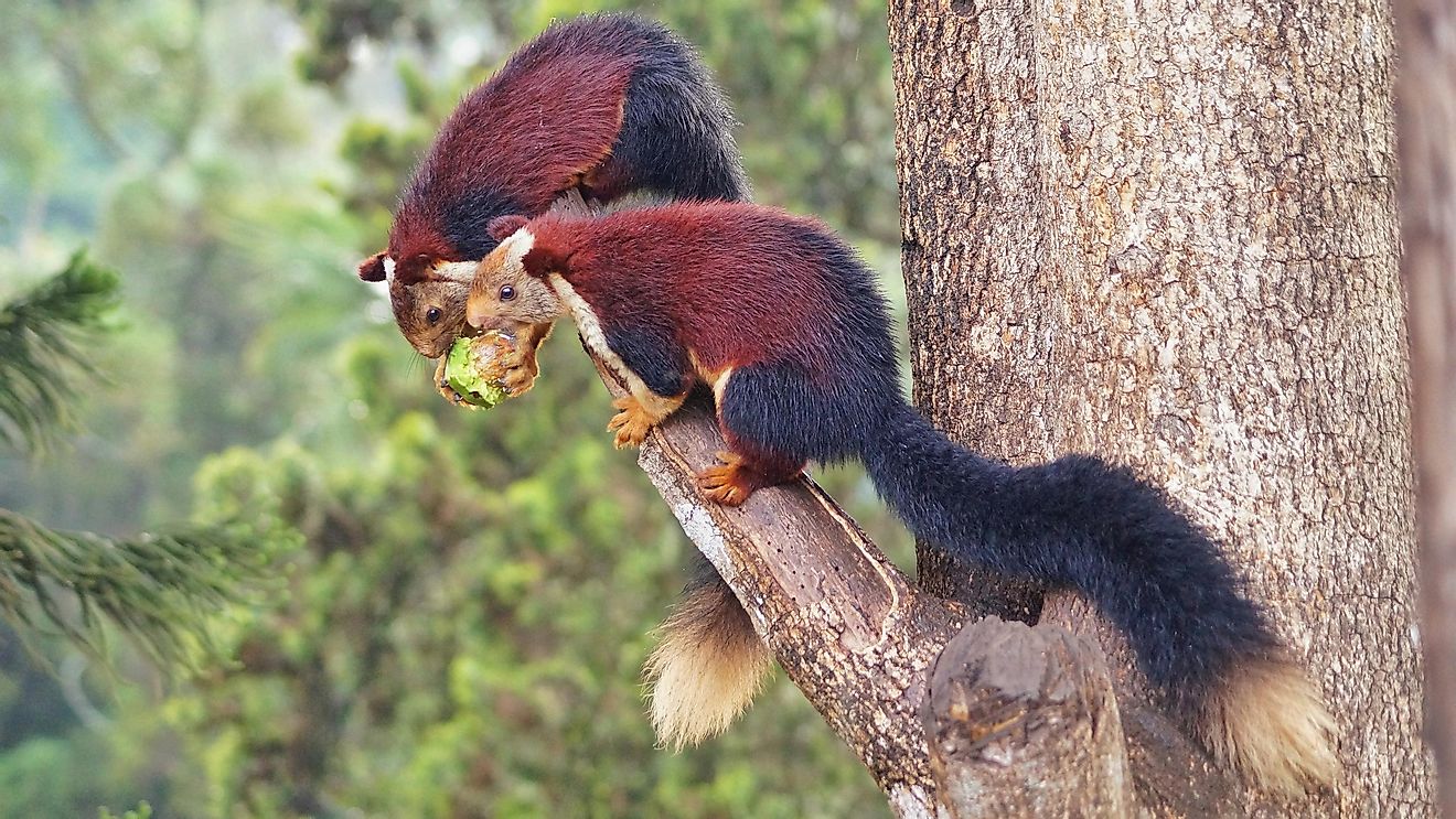 Malabar giant squirrels in the forests of the Western Ghats biodiversity hotspot.
