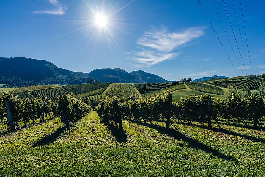 Vineyards in Slovenia. 