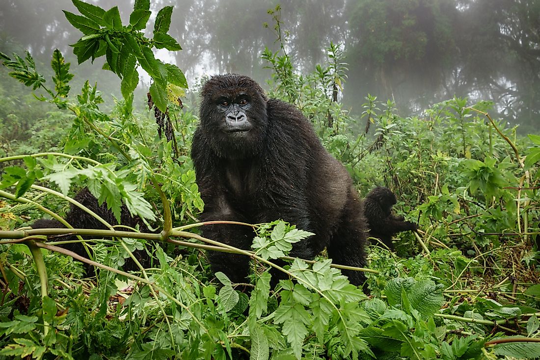 Mountain gorilla. 