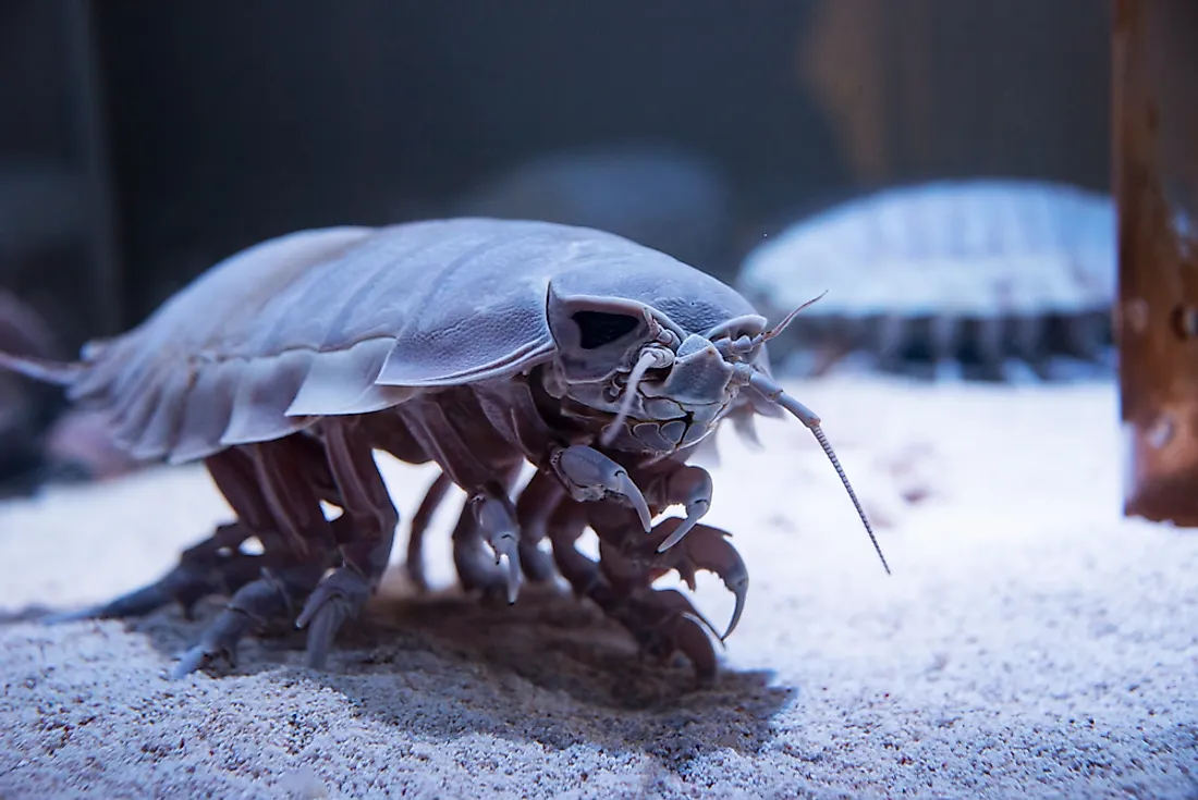 A giant isopod. 