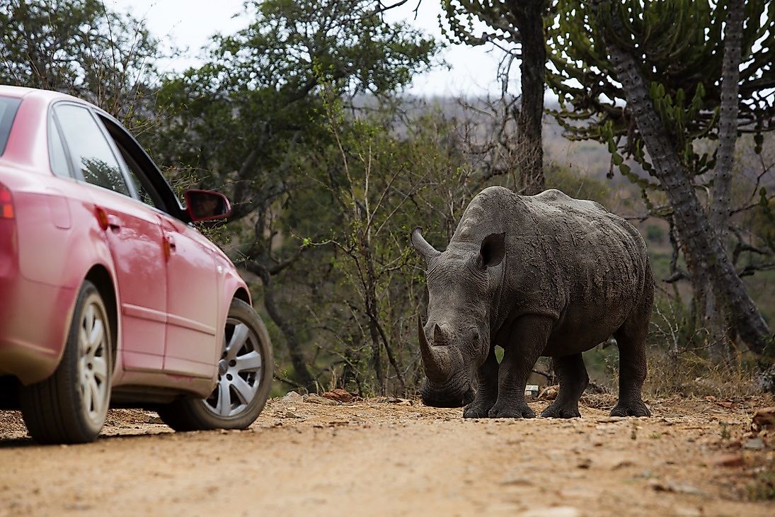 A white rhino stares down a car in Kruger National Park.