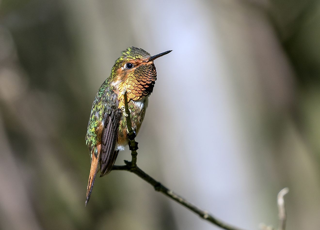 Scintillant Hummingbird. Image credit: Scintillant Hummingbird/Shutterstock.com
