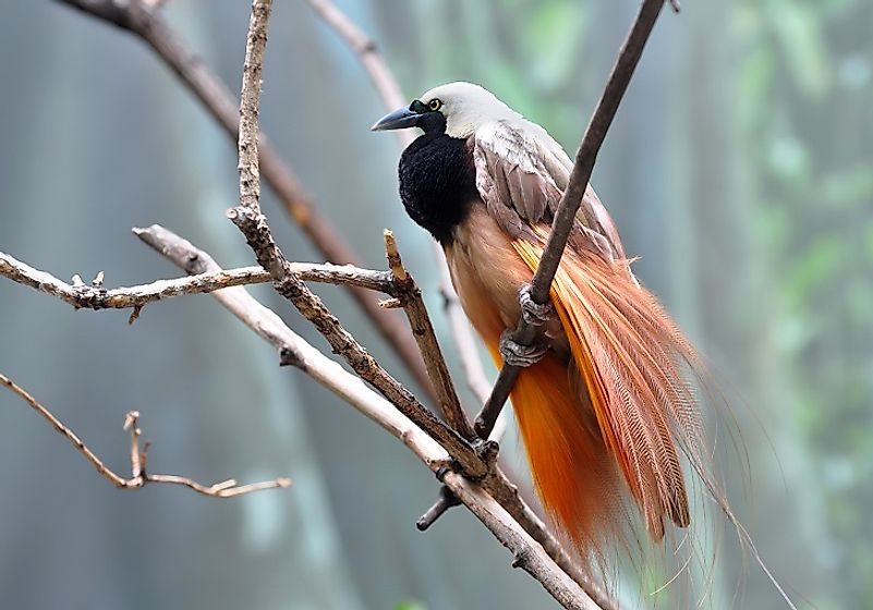 The Greater bird-of-paradise is one of the most iconic species of birds native to New Guinea.