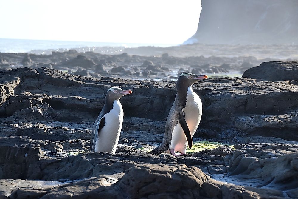 The population of New Zealand's yellow-eyed penguins has significantly dropped over the past 20 years.