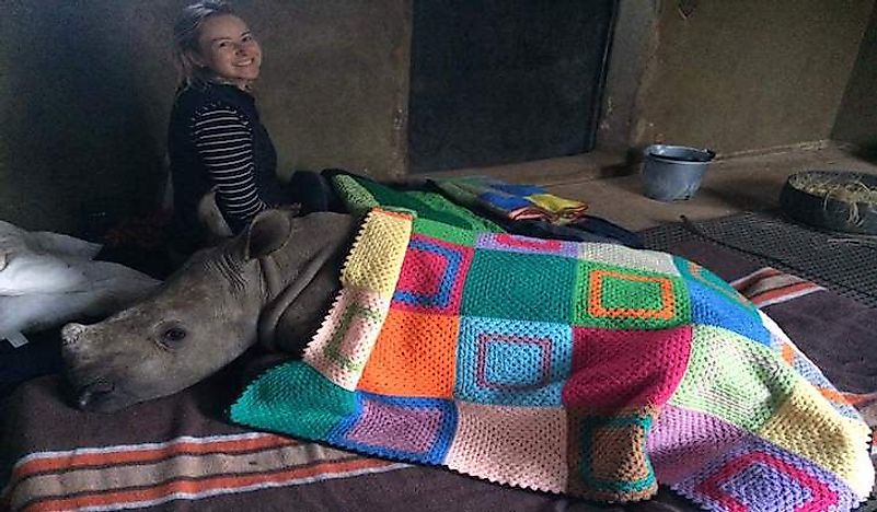 A rhino baby and caregiver both keep warm with blankets donated by Blankets for Baby Rhinos. Photo credit: Blankets for Baby Rhinos.