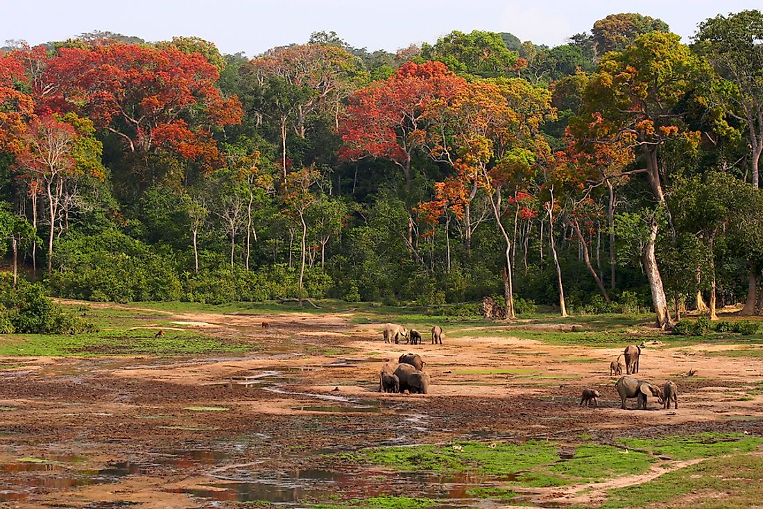 A forest clearing in the Central African Republic. 