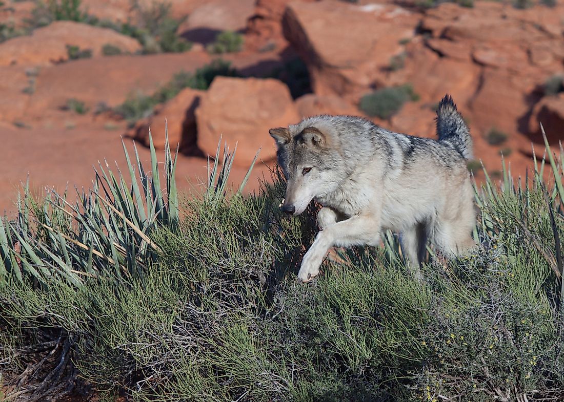 Animals That Live In Utah - WorldAtlas