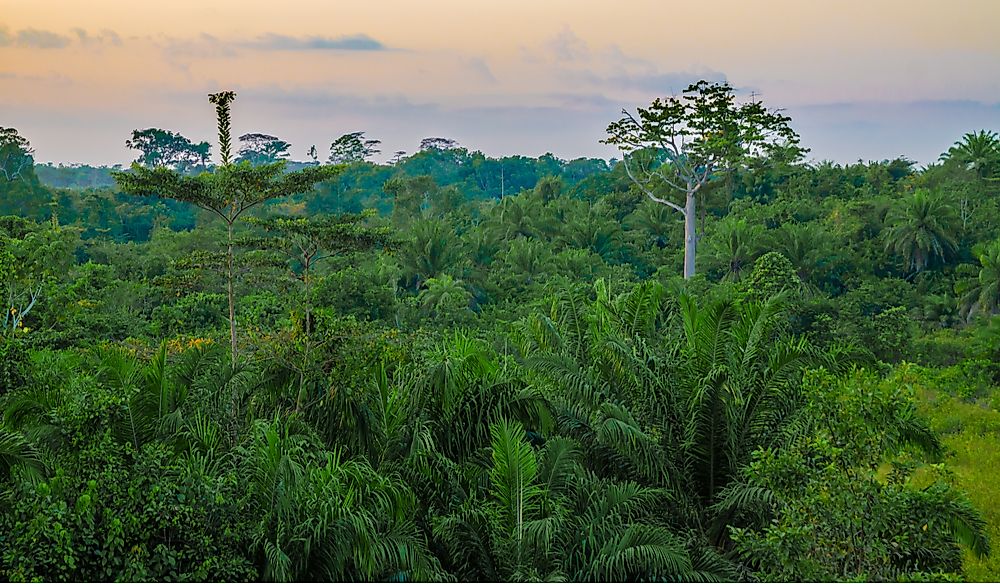 Forestry is an important industry in Liberia.