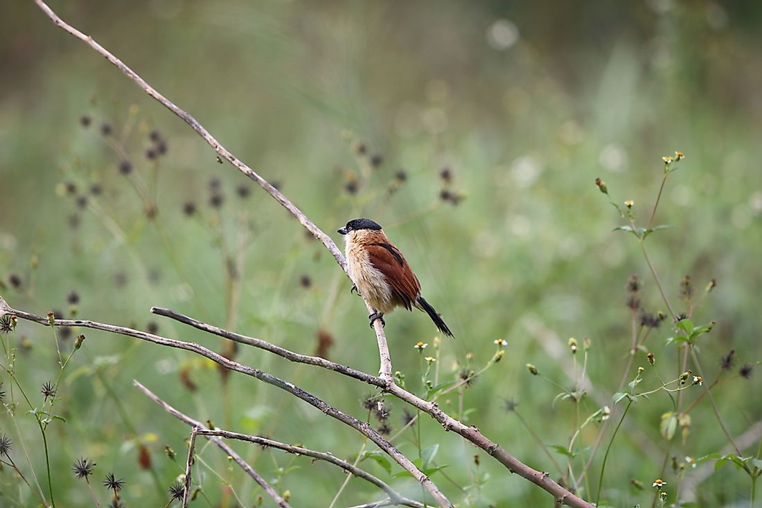 A marsh tchagra. 