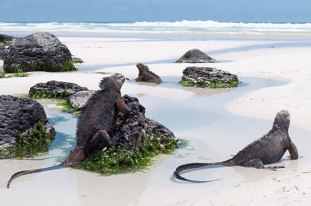 Galapagos Marine Iguanas on a beach in Tortuga Bay on Santa Cruz Island.