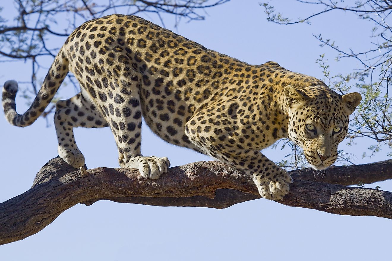 African leopard on a tree.