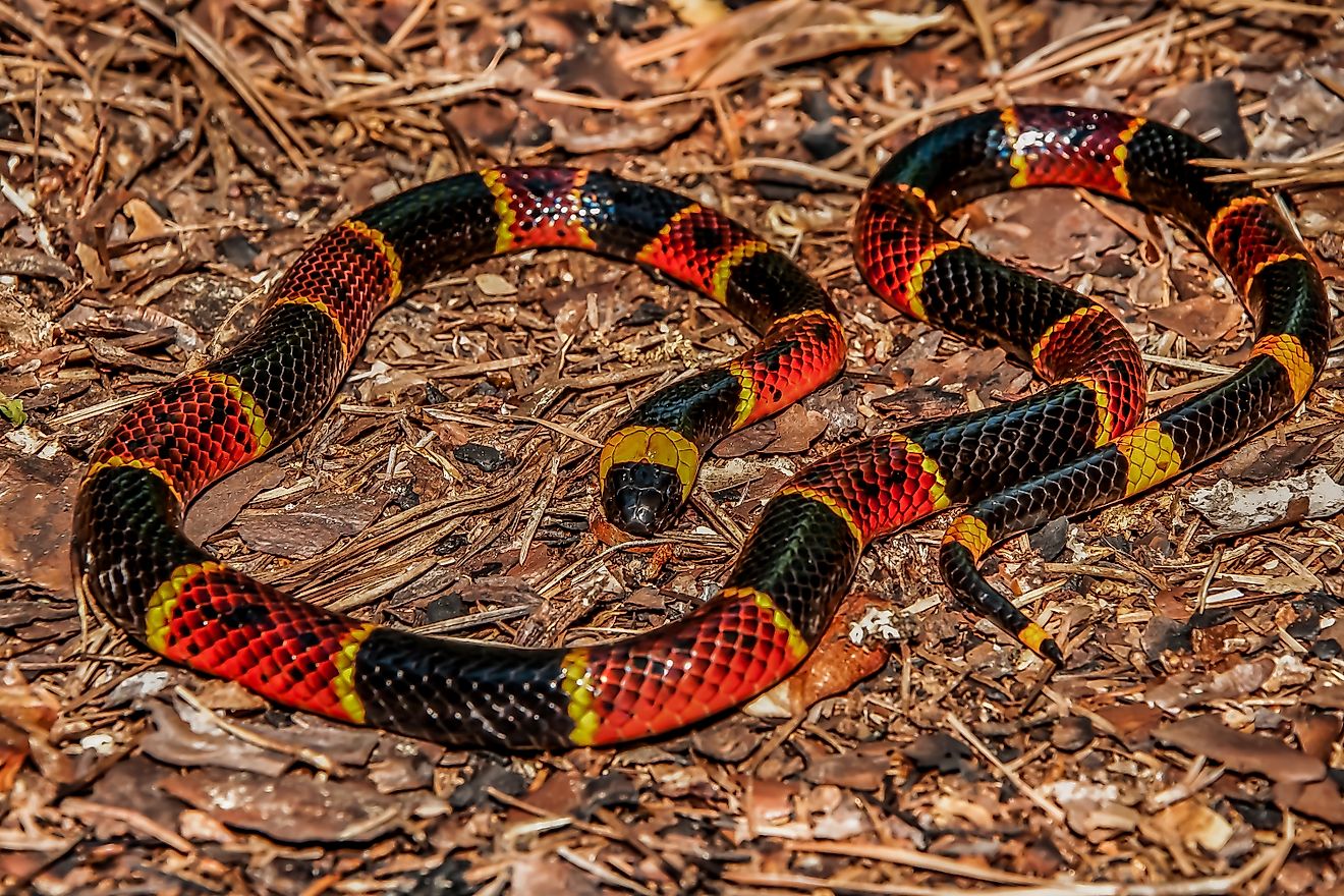 "Red touch yellow, kill a fellow": the eastern coral snake.