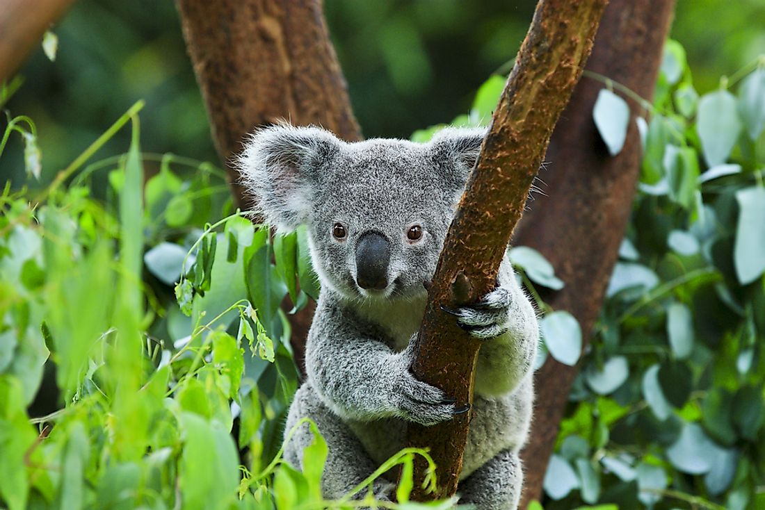 A koala is an example of a marsupial. 