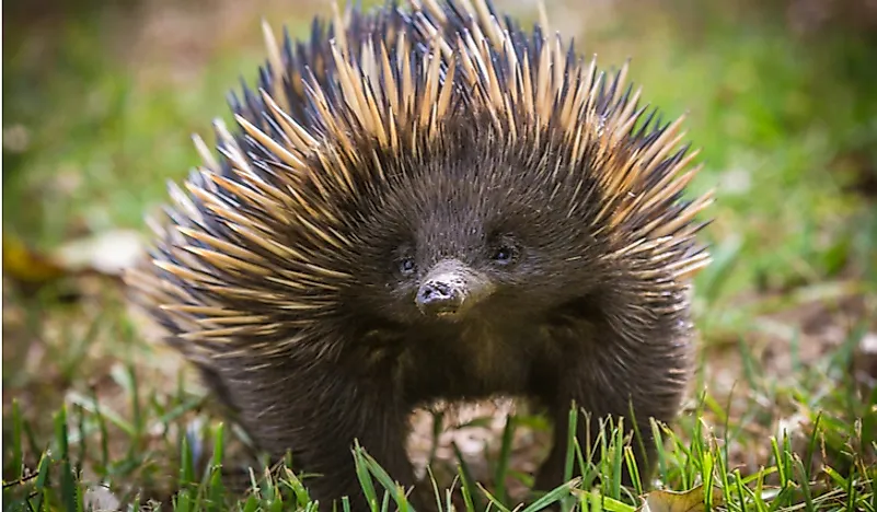 A Short-Beaked Echidna.