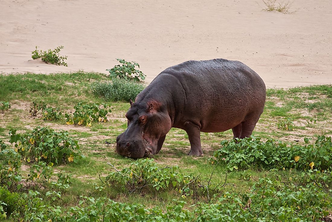 Hippos mainly feed on the short grass that surrounds their aquatic habitat.