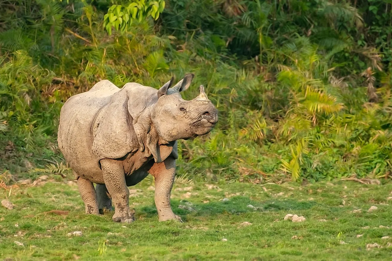 Indian one horned rhino in a field. Image Credits: The Story of the Mukherjee via Shutterstock