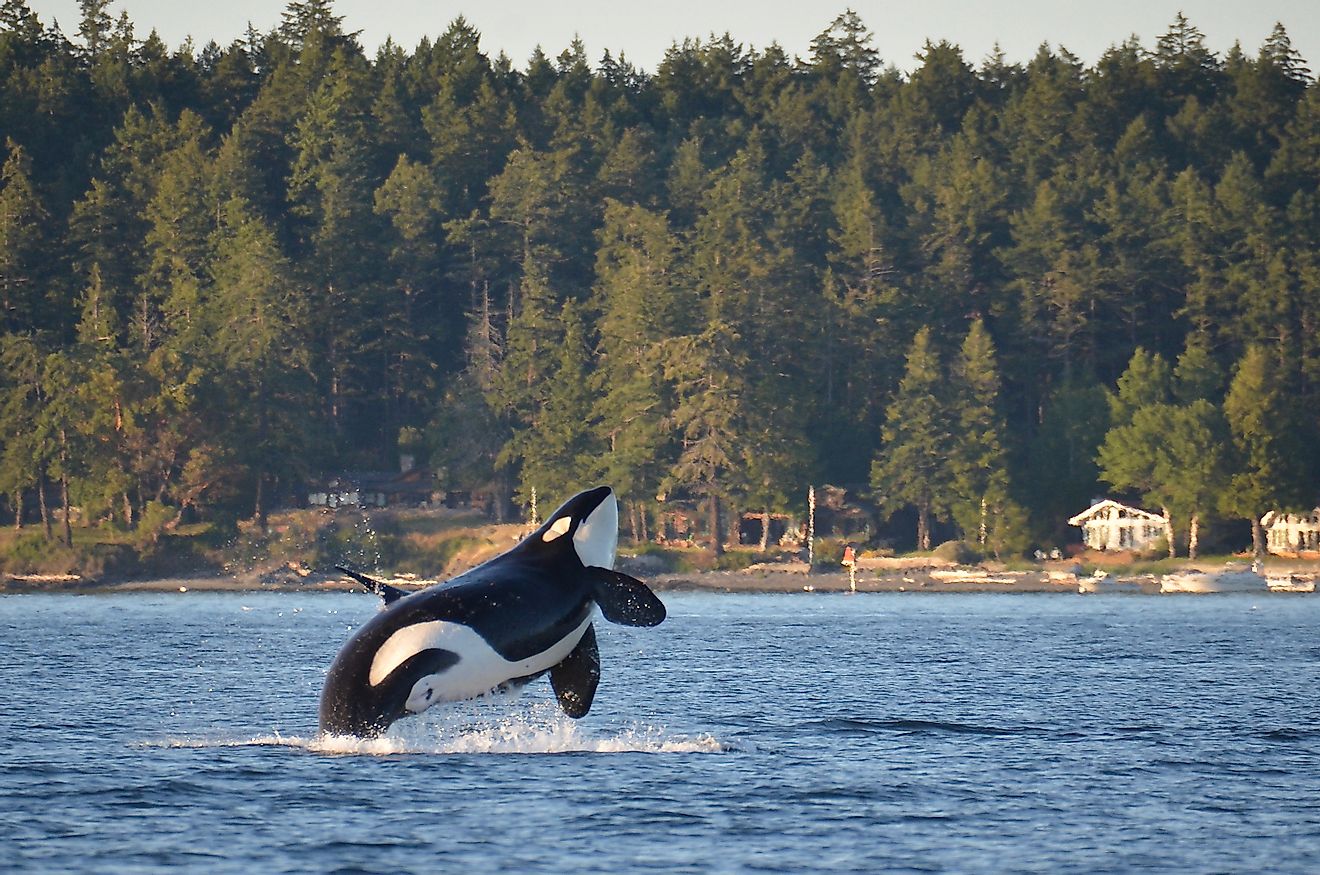 An endangered Southern Resident Killer Whale, an icon of the Pacific Northwest, breaches near Henry Island in Washington State.