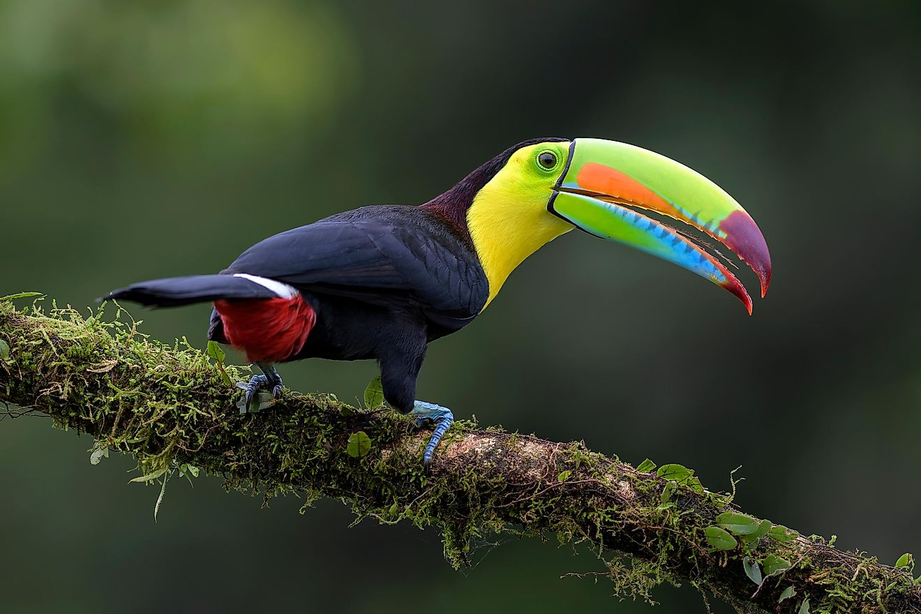 Keel-billed Toucan from Costa Rica forest. Image credit: David Havel/Shutterstock.com