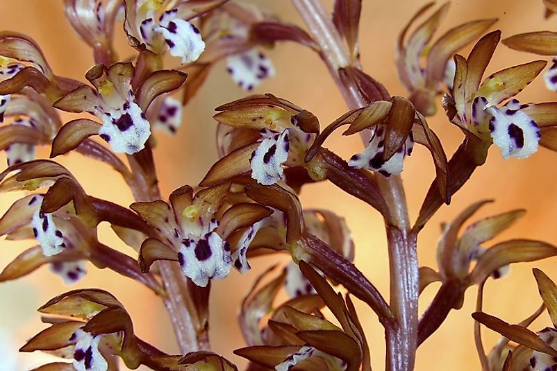 The Spotted Coralroot Orchid.