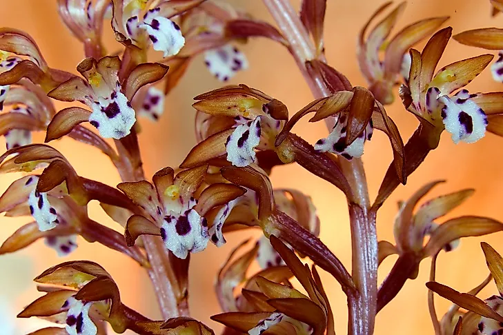 The Spotted Coralroot Orchid.