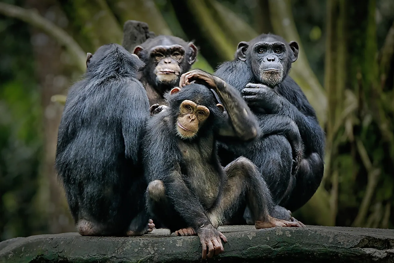 A group of chimpanzees sitting on a log of wood.