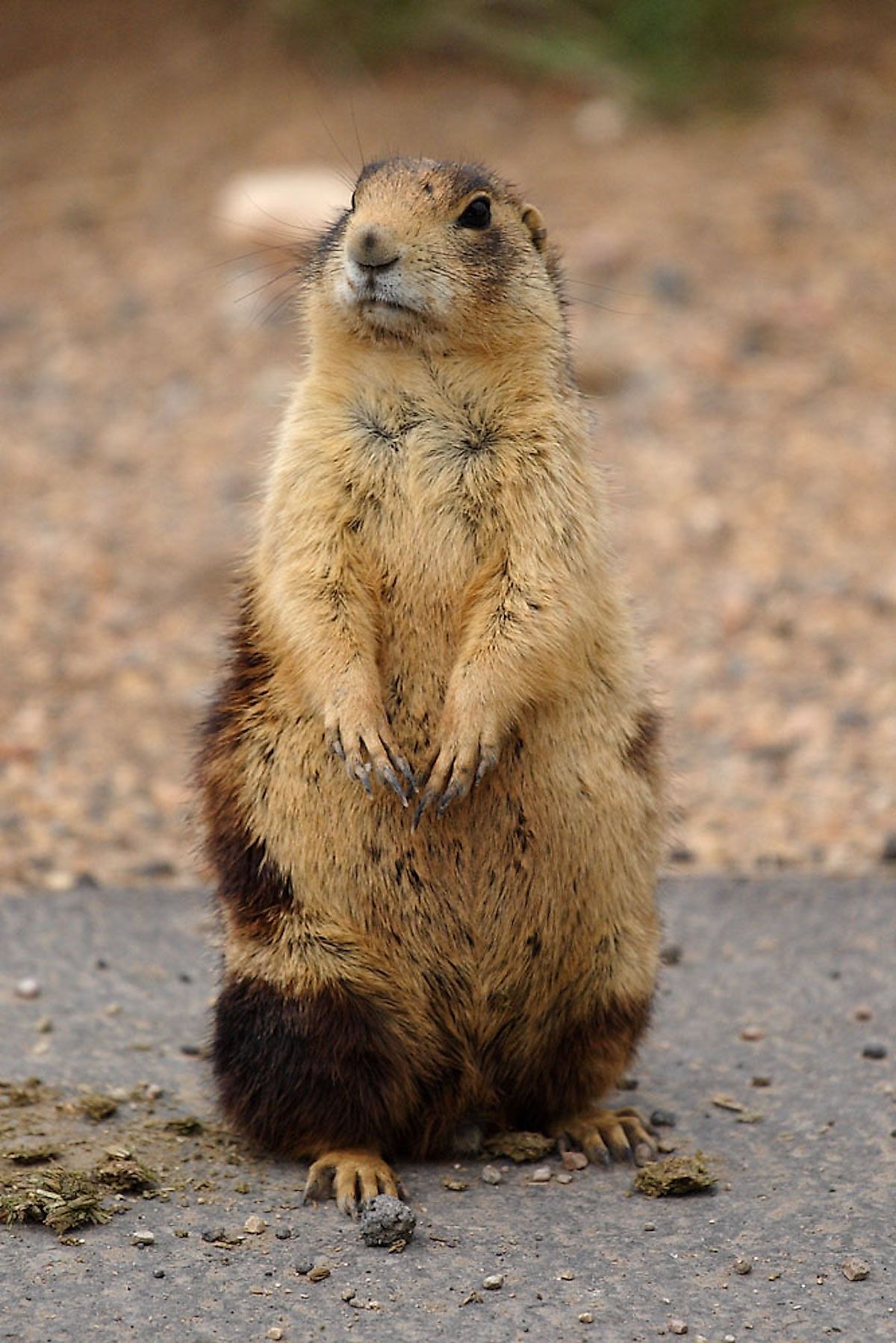 The Utah prairie dog is an endangered species found in the US. Image credit: James Phelps/Wikimedia.org