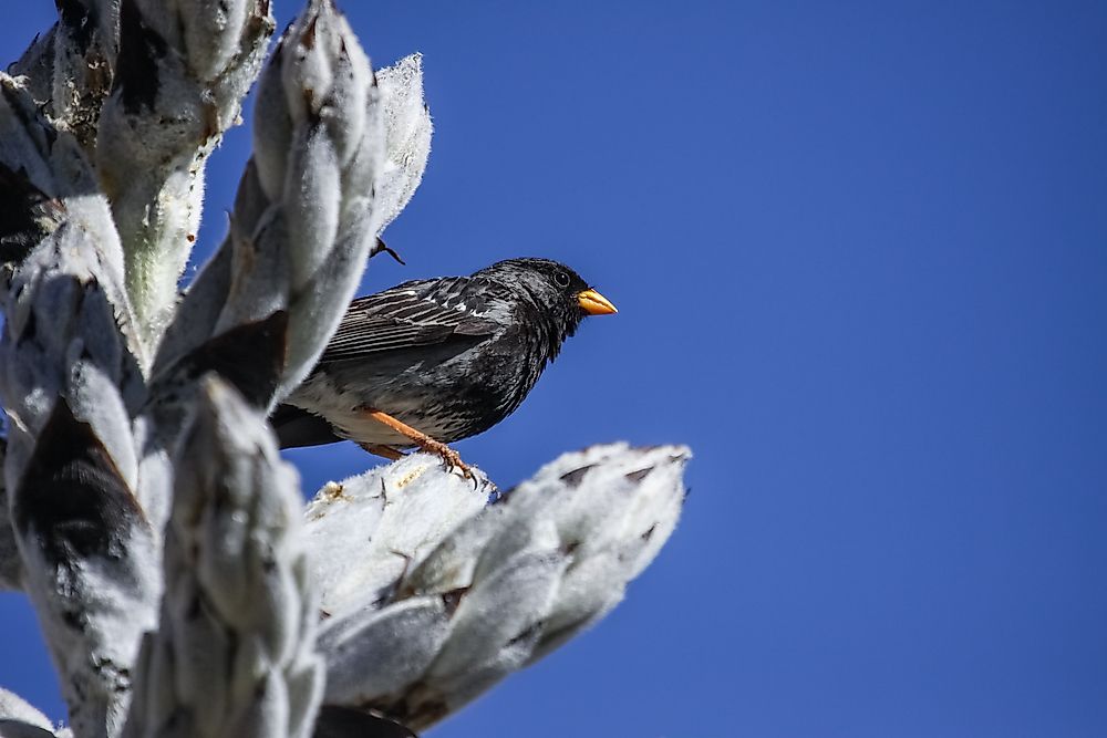 A sierra finch in Peru. 