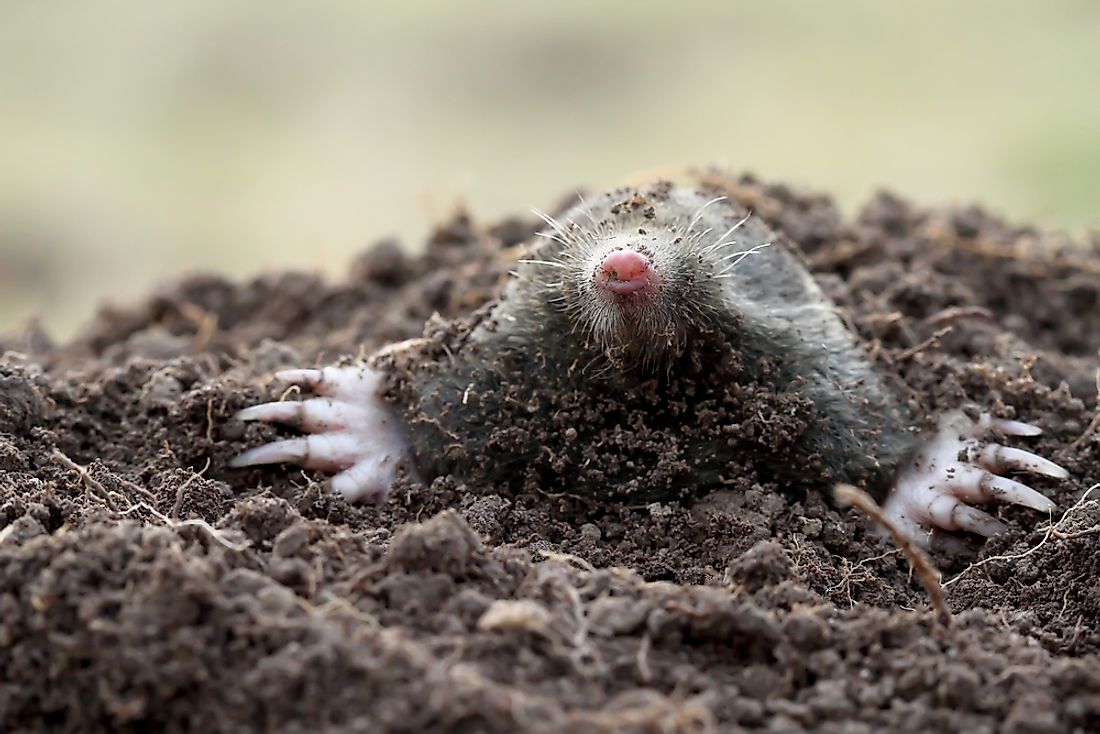 European moles paralyze their prey with poison. 