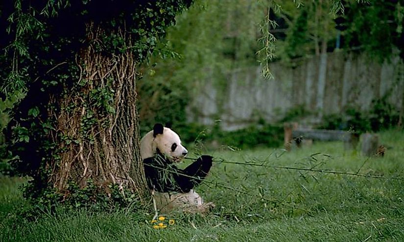 The giant panda is an example of a flagship species.