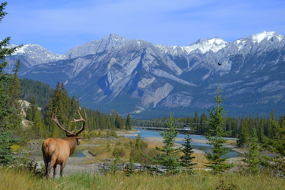 An elk in Alberta, Canada.