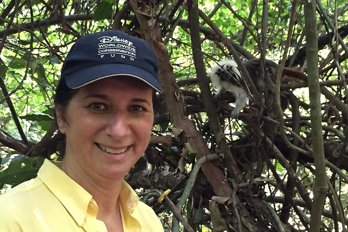 Dr. Anne Savage with a cotton-top tamarin in the background. Image credit: Proyecto Tití