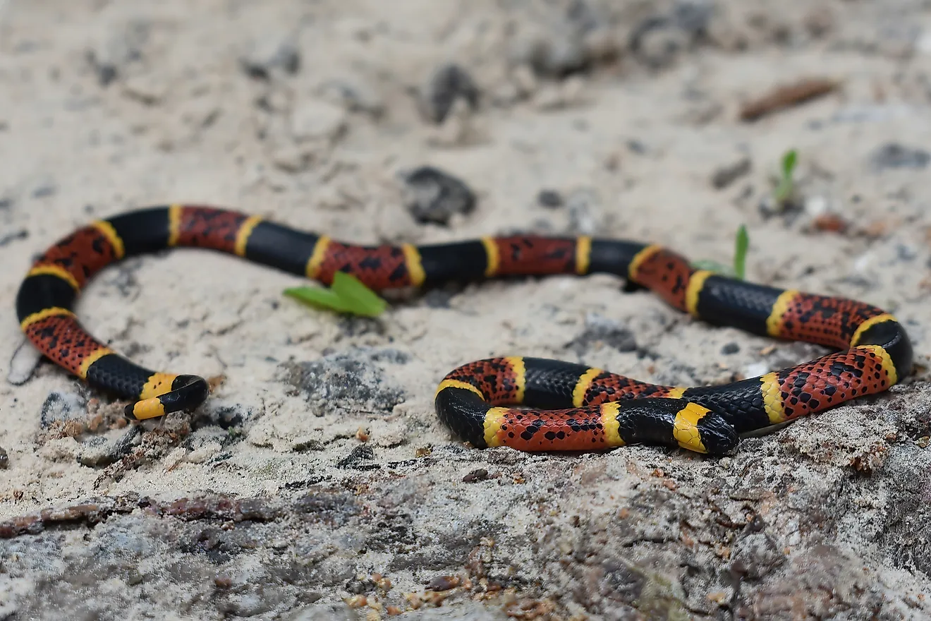Texas Coral Snake (Micrurus tener)