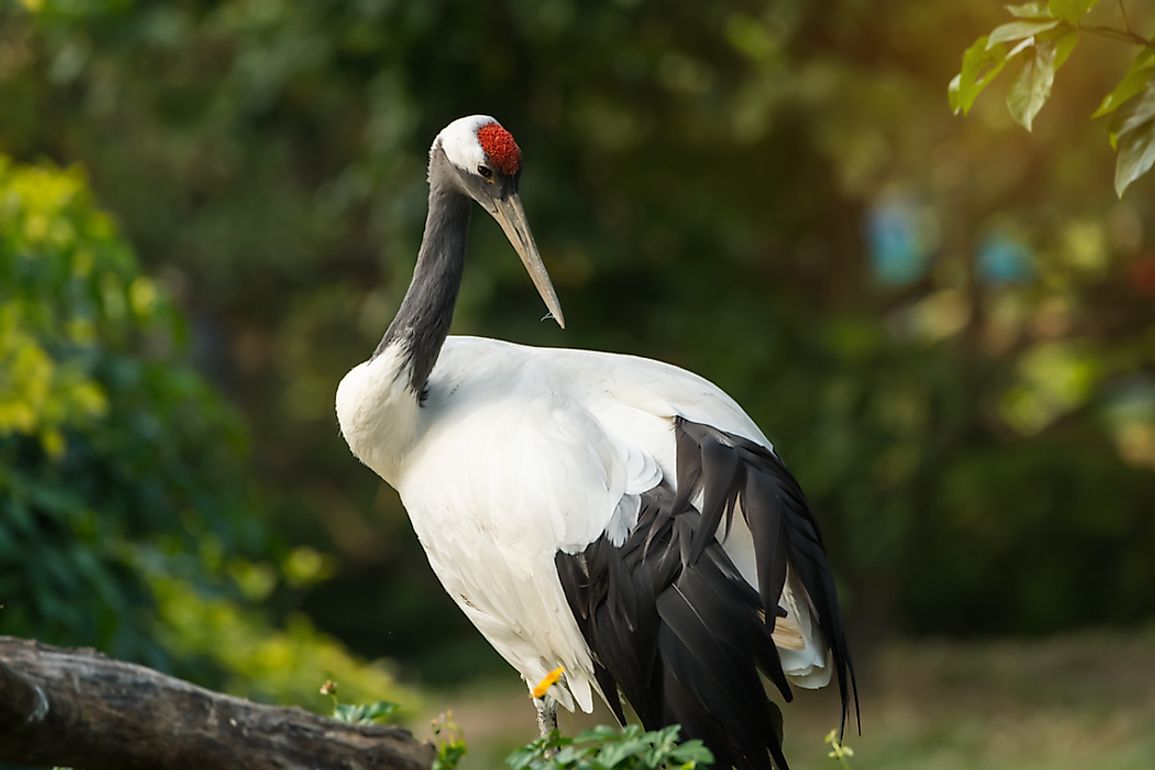 Red-crowned cranes are named for the red patch on their crown.