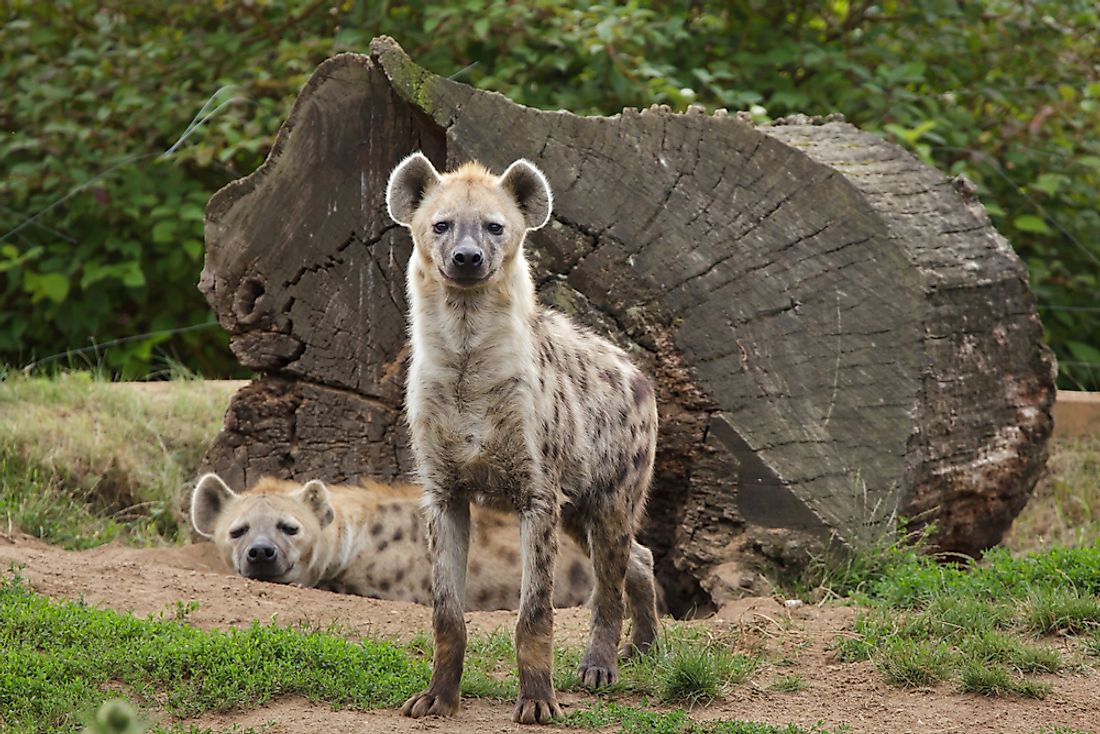The Spotted hyena is the largest and only spotted species of hyena. 