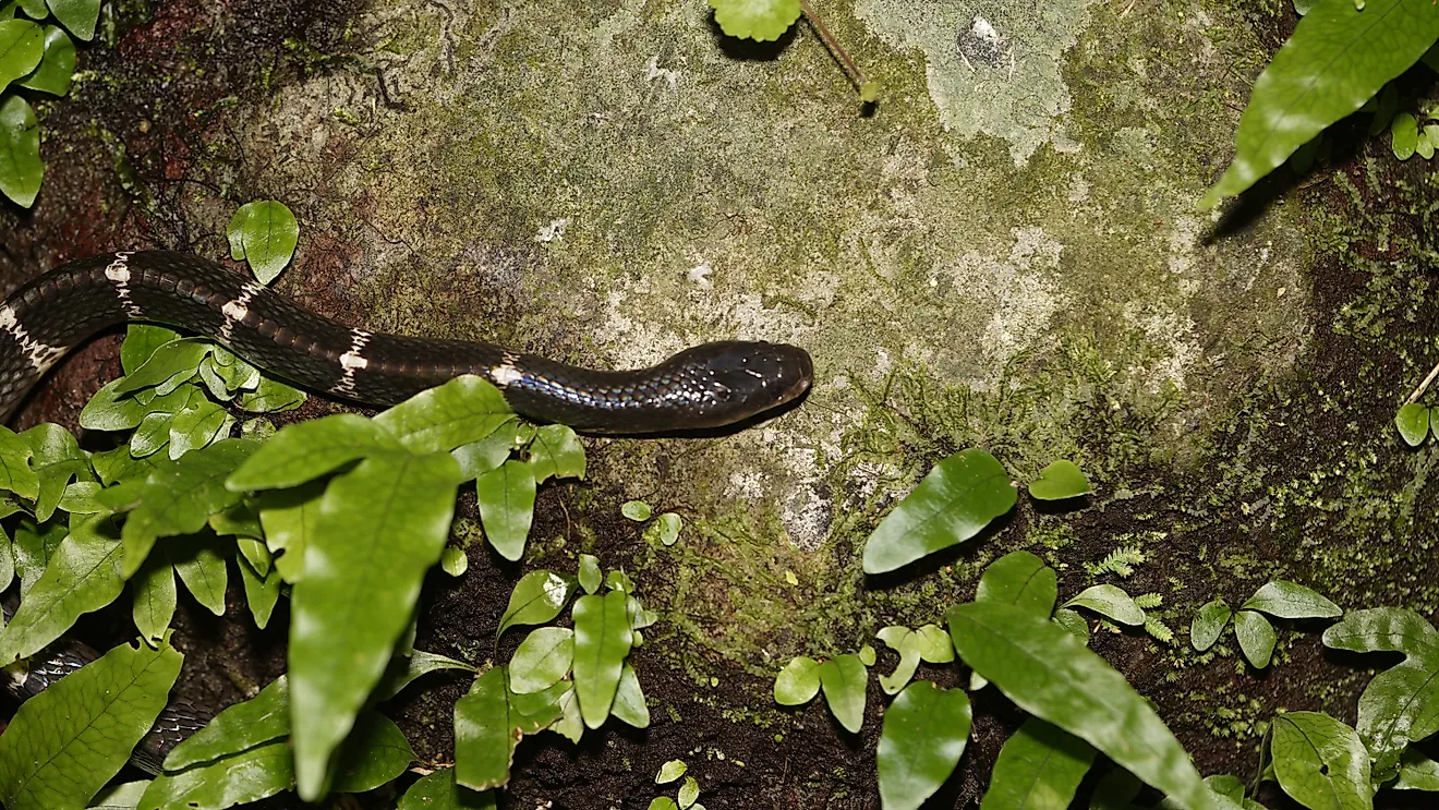 A many-banded krait (Bungarus multicinctus)