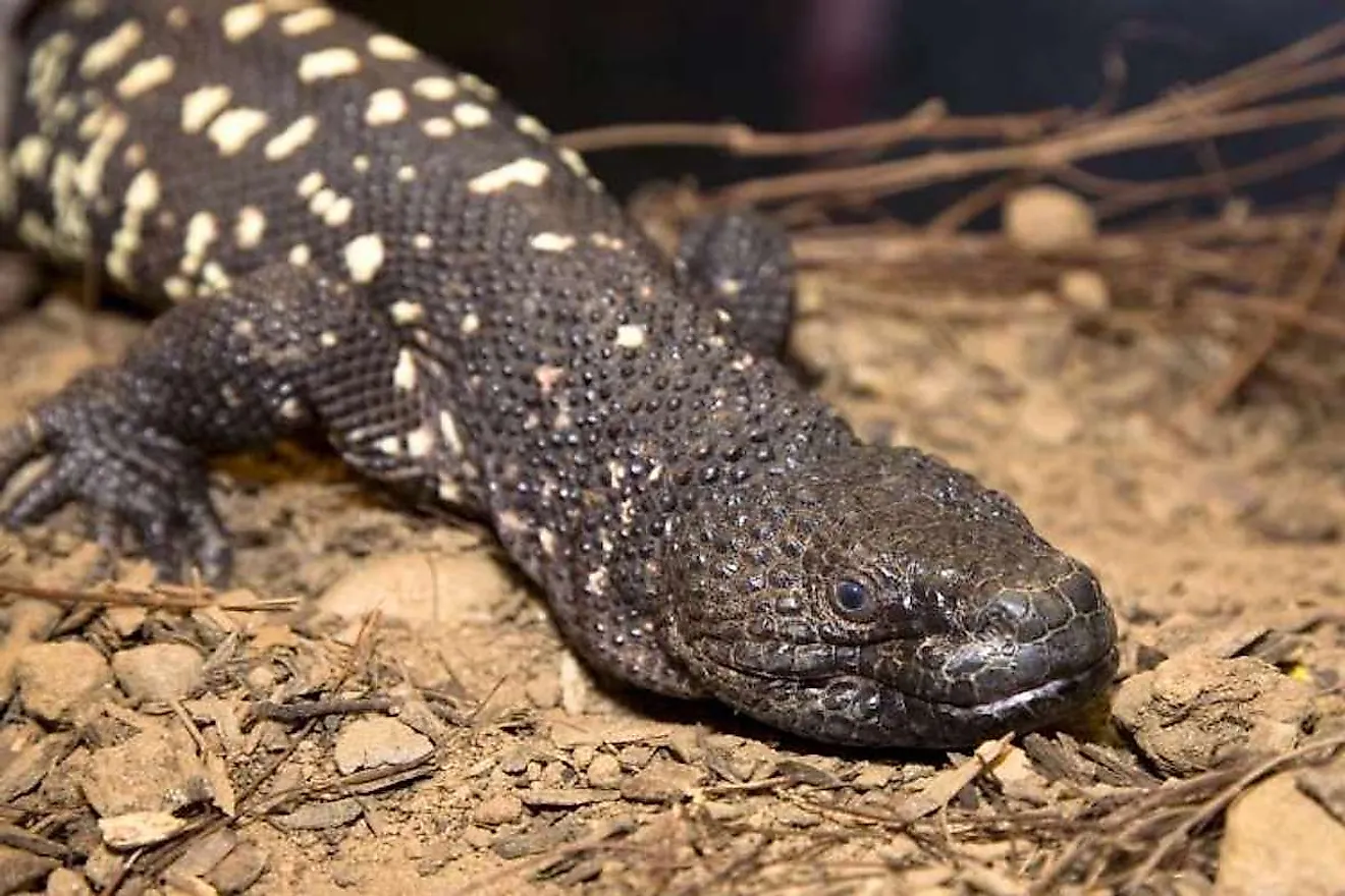 Guatemalan Bearded Lizard. Image credit: Zooatlanta.org